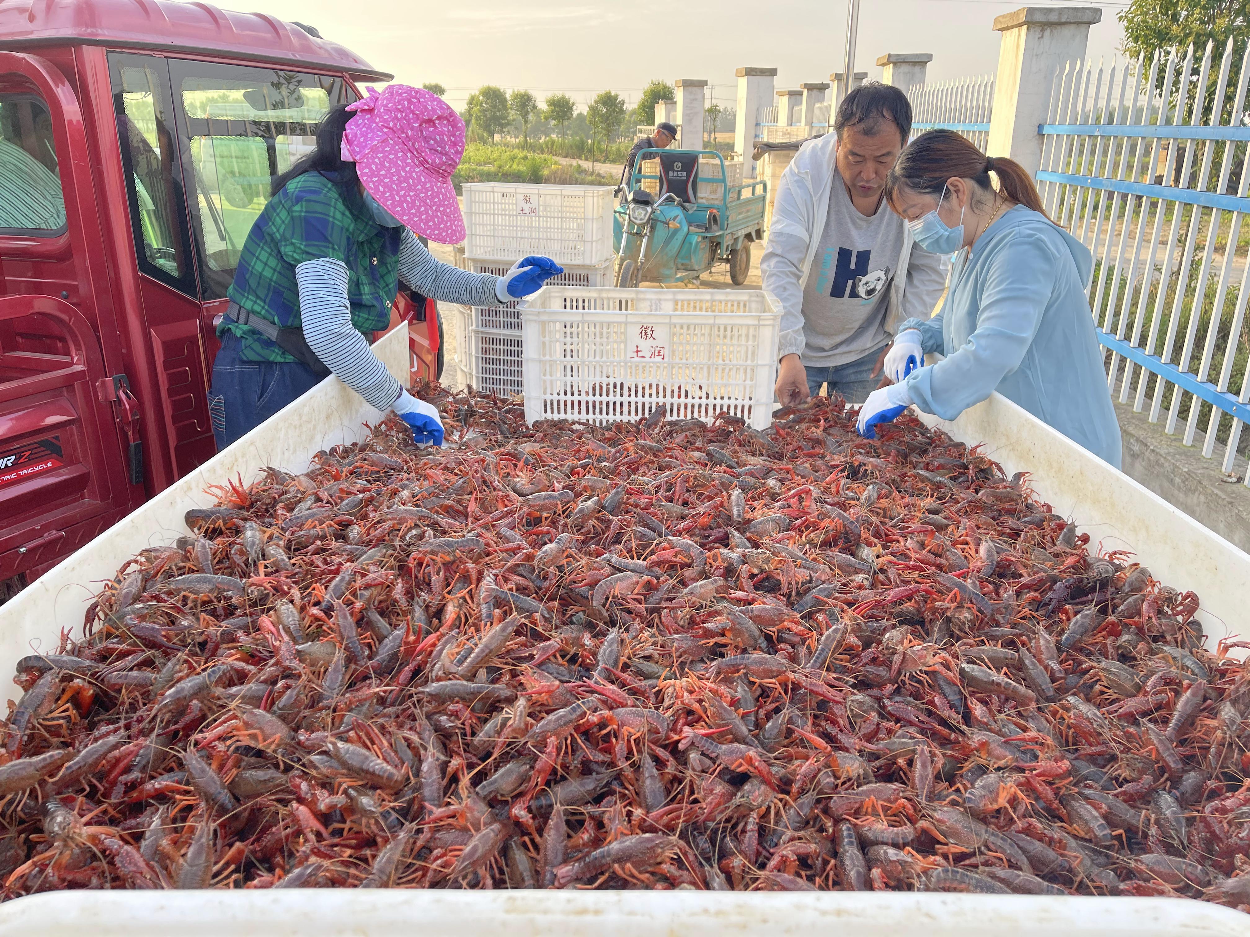 合肥市:小龙虾 大产业