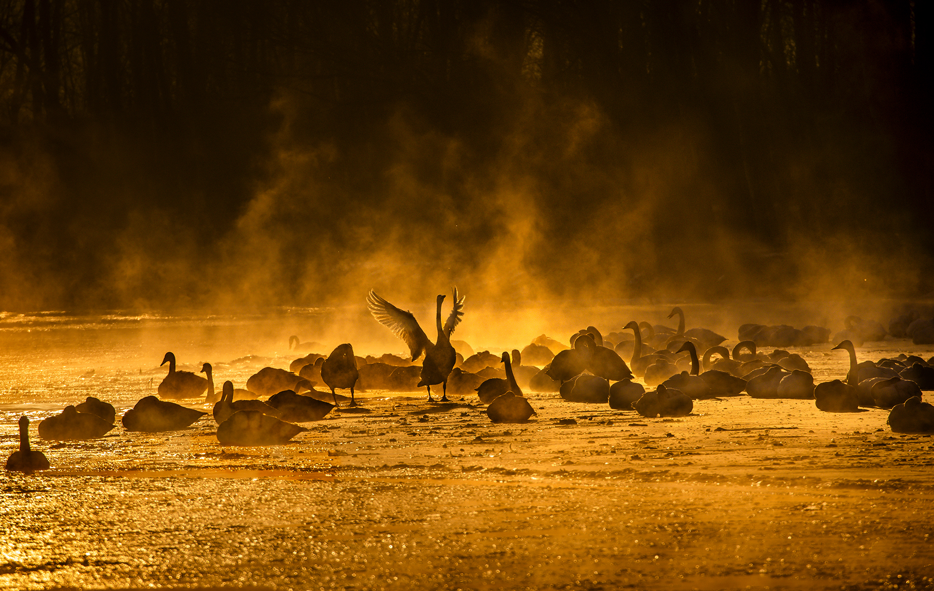 “索启”杯“羽翼共舞·生态之歌”鸟类主题摄影大赛