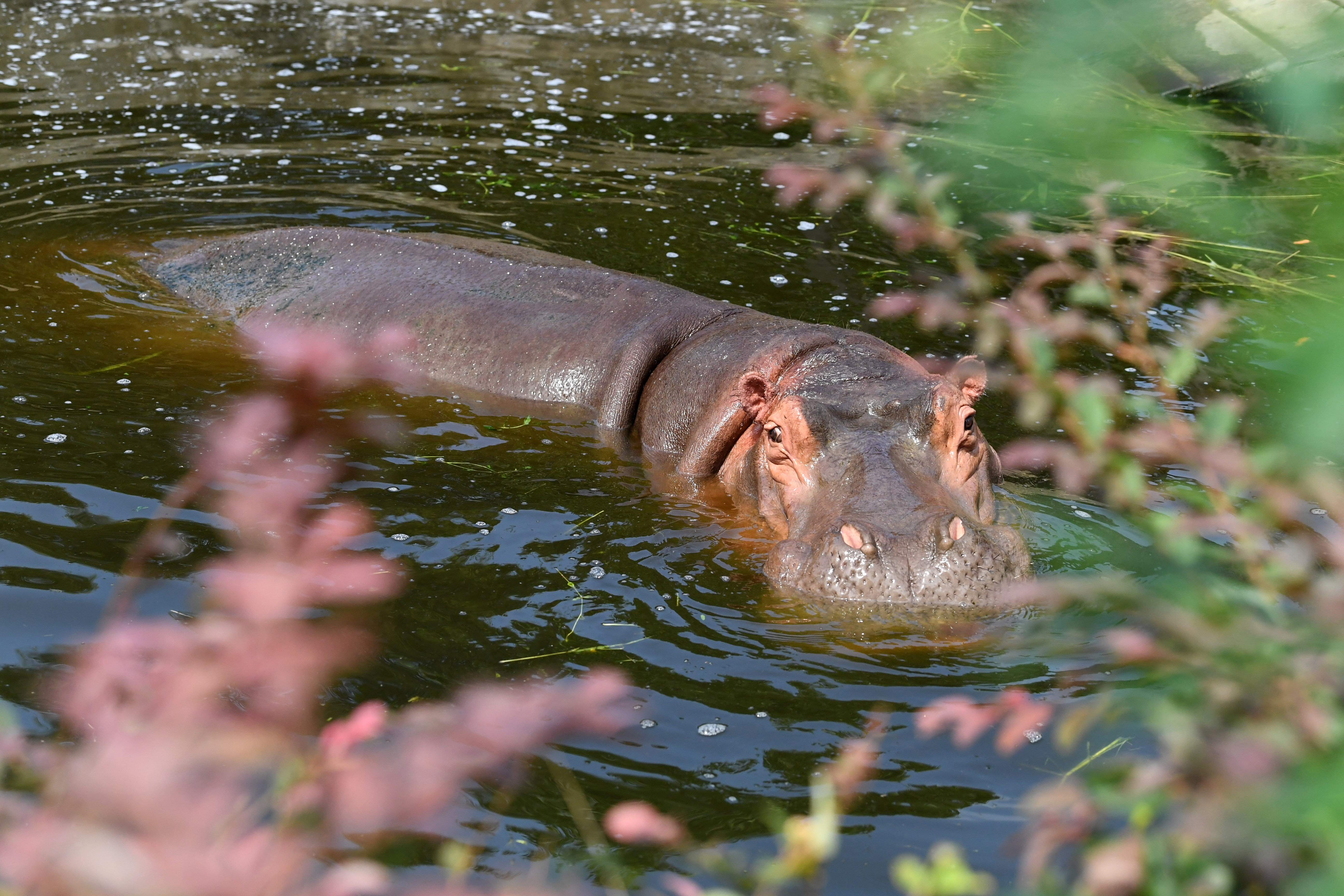 合肥市：动物消暑有凉方